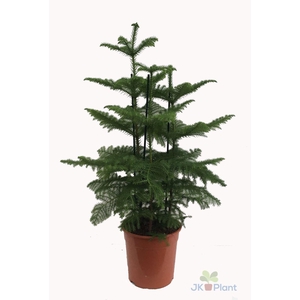Araucaria (2 tak)
