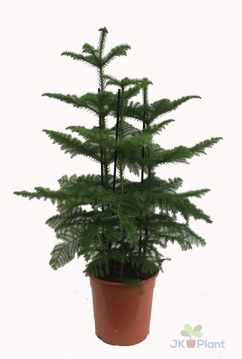<h4>Araucaria (2 tak)</h4>