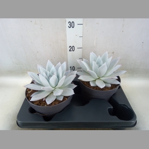 Echeveria  'Mexican Giant'
