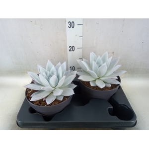 Echeveria  'Mexican Giant'