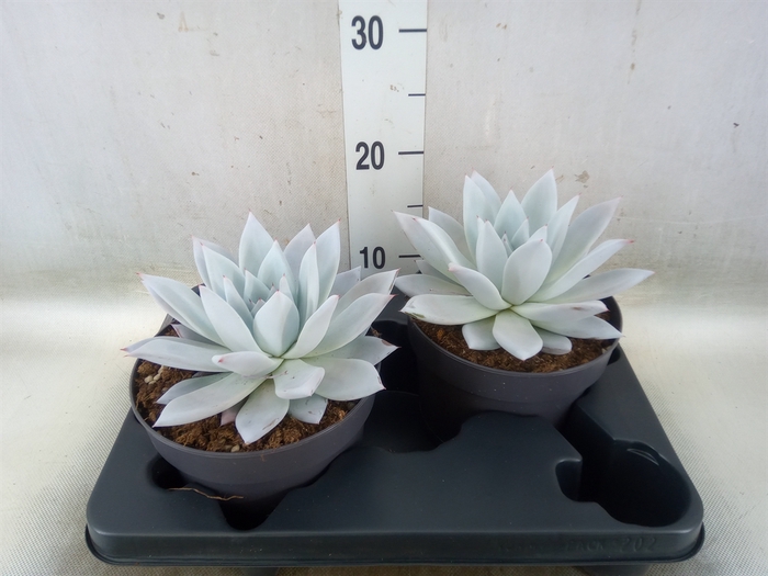 <h4>Echeveria  'Mexican Giant'</h4>