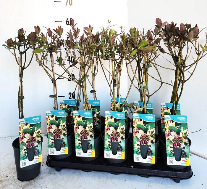 <h4>LON K PE BELGICA</h4>