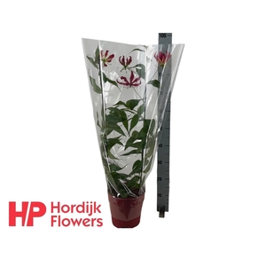 GLORIOSA ROTHSCHILD