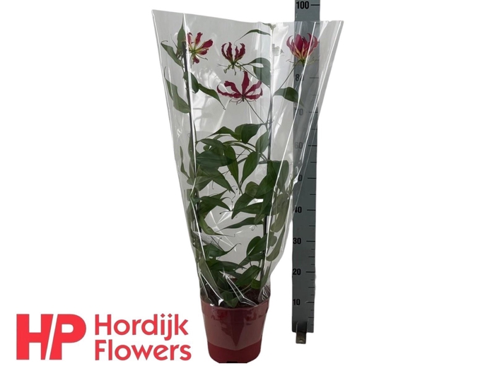 <h4>GLORIOSA ROTHSCHILD</h4>