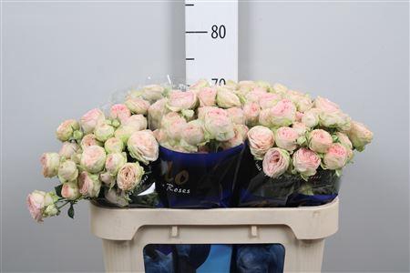 <h4>R Tr Sweet Giselle!</h4>