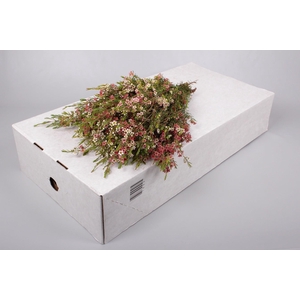 Chamelaucium My Sweet 16