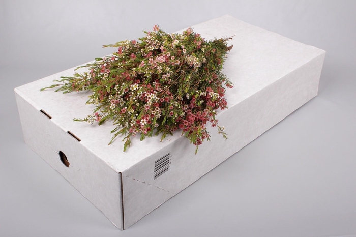 <h4>Chamelaucium My Sweet 16</h4>