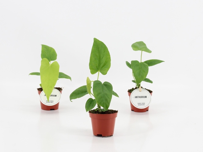 Anthurium blad