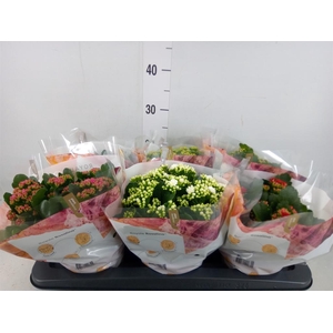 Kalanchoe blos. 'RoyalDon'   ..mix