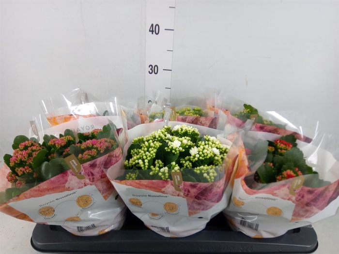 <h4>Kalanchoe blos. 'RoyalDon'   ..mix</h4>