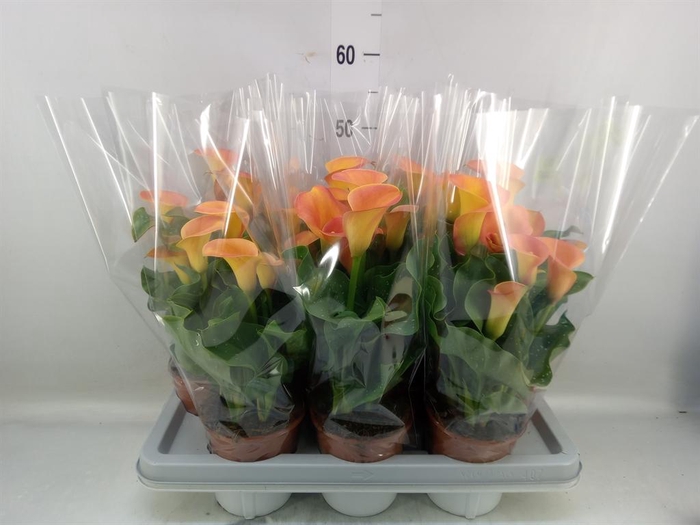 <h4>Zantedeschia   ...</h4>