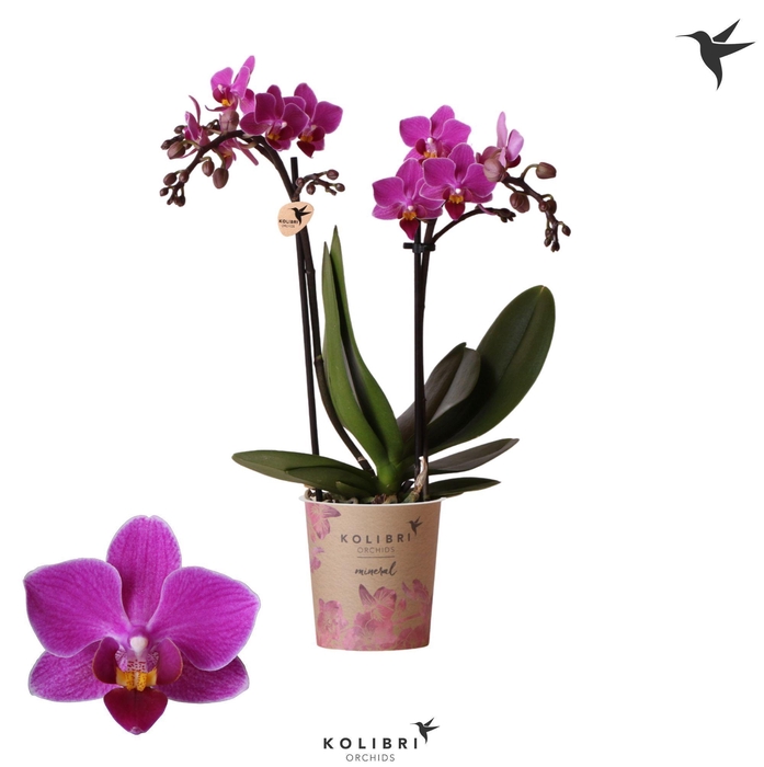<h4>Kolibri Orchids Phalaenopsis Basel 2 spike</h4>
