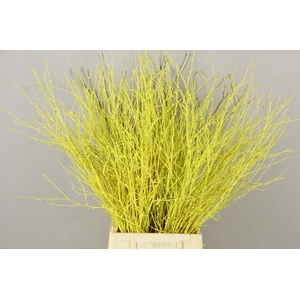 Betula Bs Paint Yellow