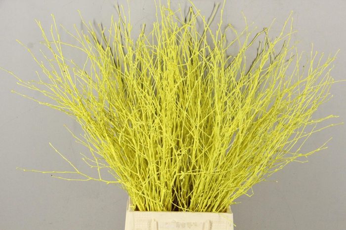 <h4>Betula Bs Paint Yellow</h4>