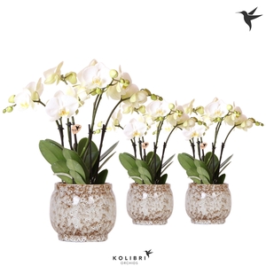 Kolibri Orchids Phalaenopsis Ghent 4 spike in Safari pot