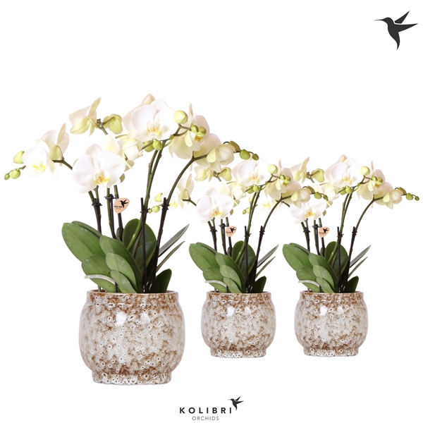 <h4>Kolibri Orchids Phalaenopsis Ghent 4 spike in Safari pot</h4>