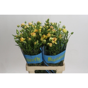 Ranunculus Butterfly Lotus