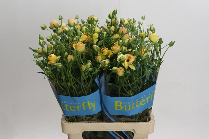 <h4>Ranunculus Butterfly Lotus</h4>