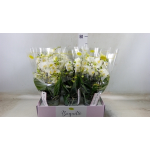Phalaenopsis multi.   ...white