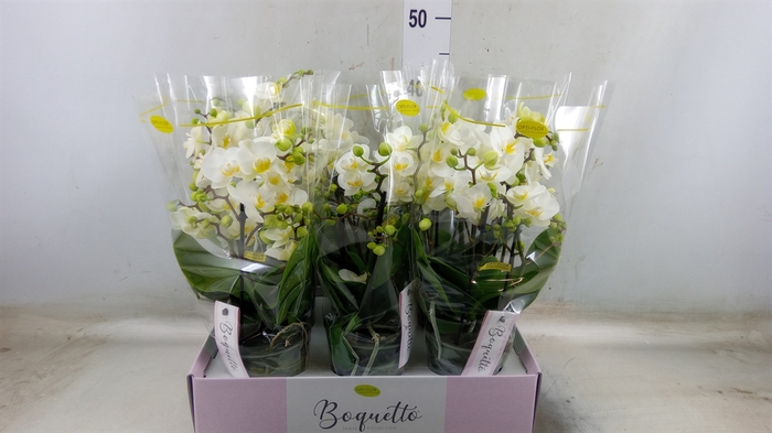 <h4>Phalaenopsis multi.   ...white</h4>