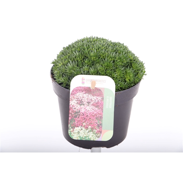 <h4>Saxifraga Pixie</h4>