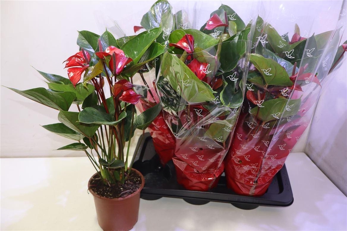 <h4>arr8 Anthu Deco Red</h4>