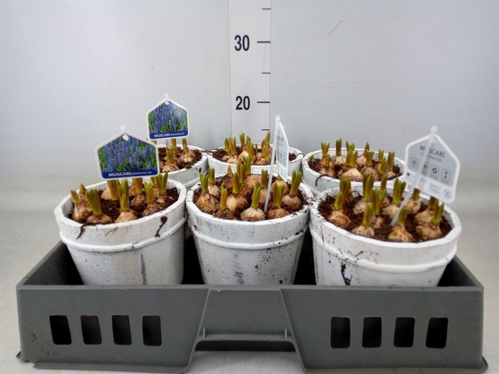 <h4>Arr. Muscari L%</h4>