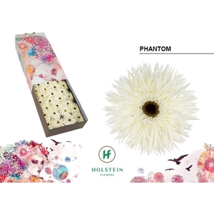 Gerbera GBS 'Gerspider Phantom'