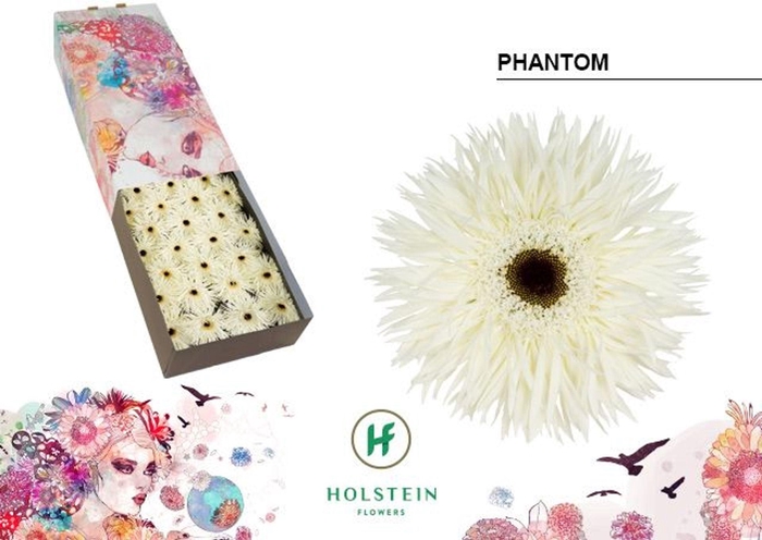 <h4>Gerbera GBS 'Gerspider Phantom'</h4>