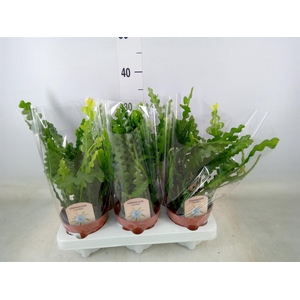 Epiphyllum anguliger