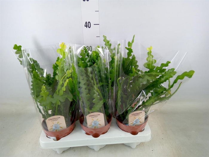 <h4>Epiphyllum anguliger</h4>