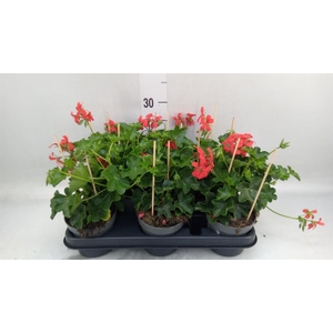 Pelargonium pelt. 'Balkon Rood'