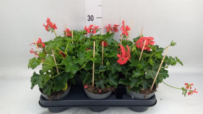 <h4>Pelargonium pelt. 'Balkon Rood'</h4>