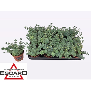 SEDUM SI MEDIOVARIEG