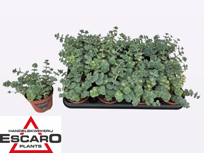 <h4>SEDUM SI MEDIOVARIEG</h4>