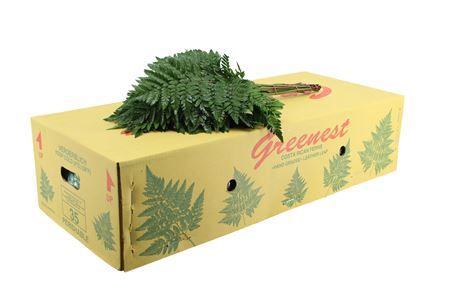 <h4>Lederv. Large</h4>