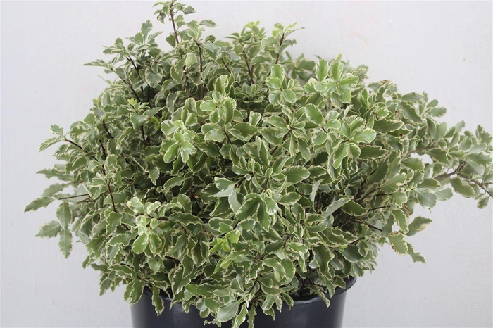 <h4>Pitto Nigra 150gr P Bunch</h4>