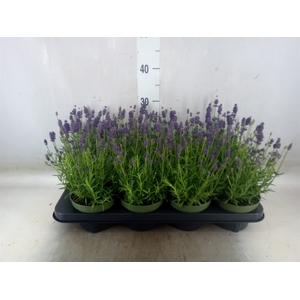 Lavandula angus. 'Valence D Violet'