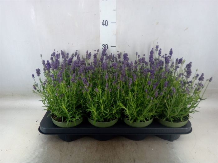 <h4>Lavandula angus. 'Valence D Violet'</h4>