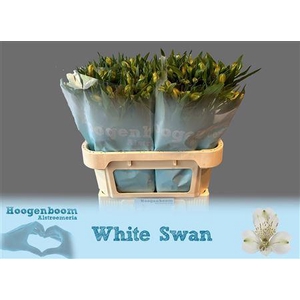 Alstr White Swan