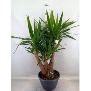 Yucca elephantipes   ...