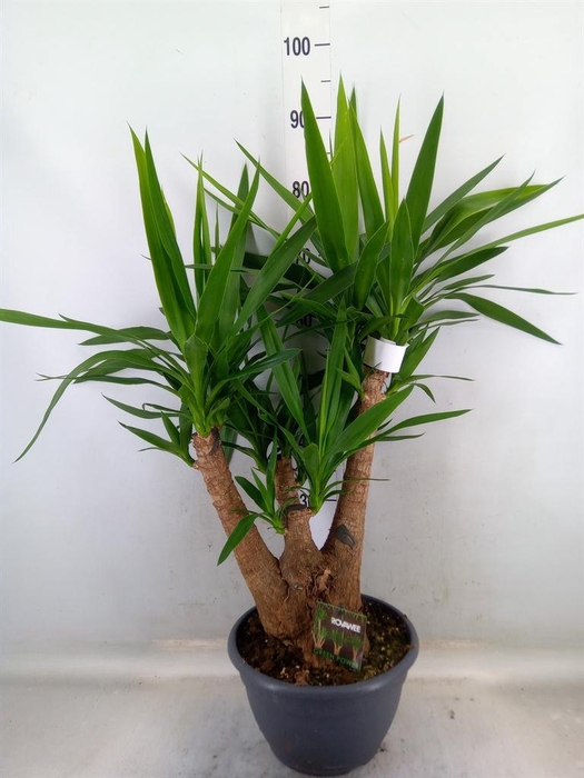 <h4>Yucca elephantipes   ...</h4>