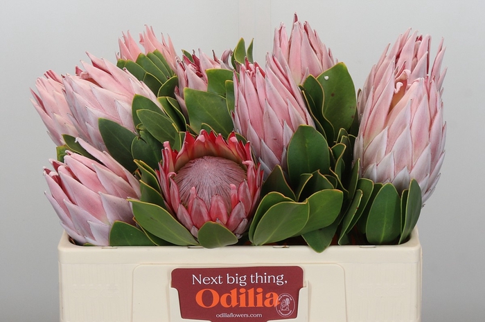 Protea Cynaroides