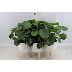 Arr.   Kamerplant Groen L%