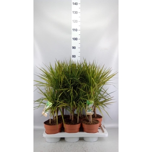 Dracaena marg. 'Sunray'