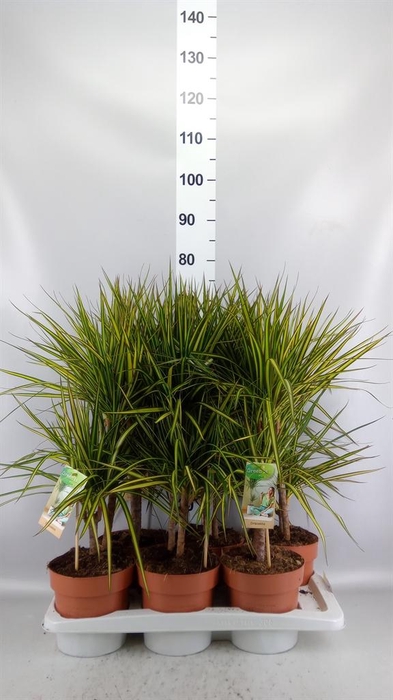 <h4>Dracaena marg. 'Sunray'</h4>
