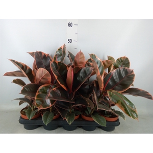 Ficus elastica 'Belize'
