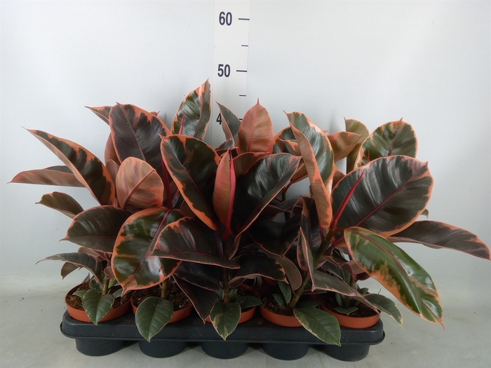 <h4>Ficus elastica 'Belize'</h4>