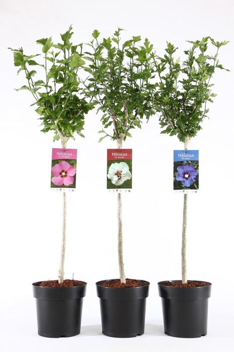 <h4>Hibiscus syriacus</h4>