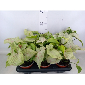 Syngonium   ...
